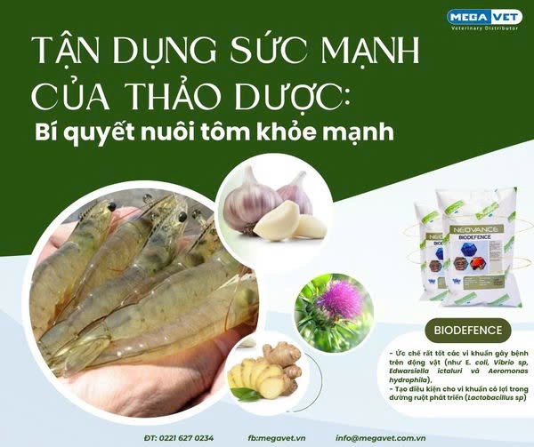 Tận dụng sức mạnh của thảo dược: Bí quyết nuôi tôm khỏe mạnh