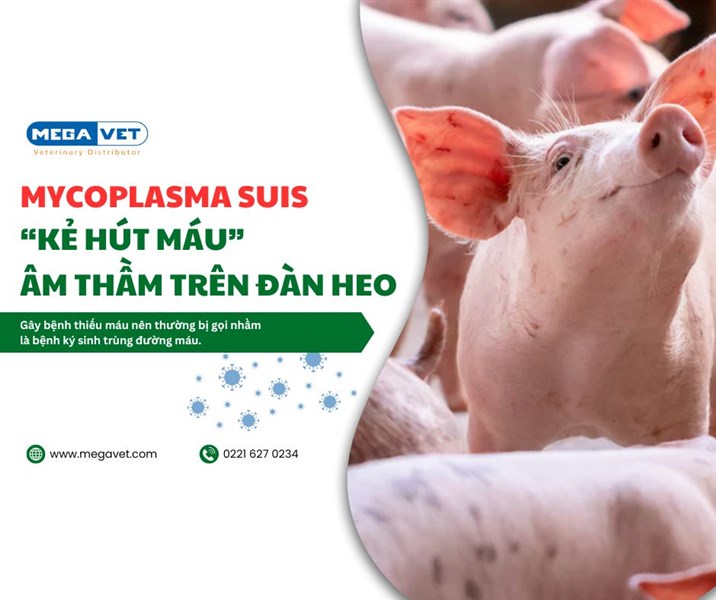Cảnh báo bệnh Mycoplasma suis trên đàn heo