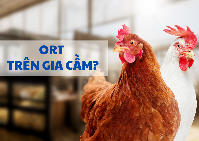 ORT Bùng Phát Mạnh – Mối Đe Dọa Nguy Hiểm Với Ngành Chăn Nuôi Gia Cầm