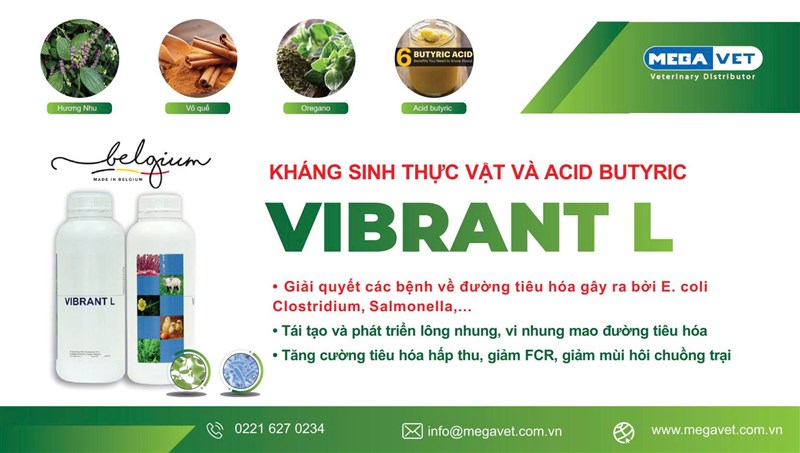 KHÁNG SINH THỰC VẬT 𝐕𝐈𝐁𝐑𝐀𝐍𝐓 𝐋 – GIẢI PHÁP TOÀN DIỆN CHO SỨC KHỎE ĐƯỜNG RUỘT GIA CẦM