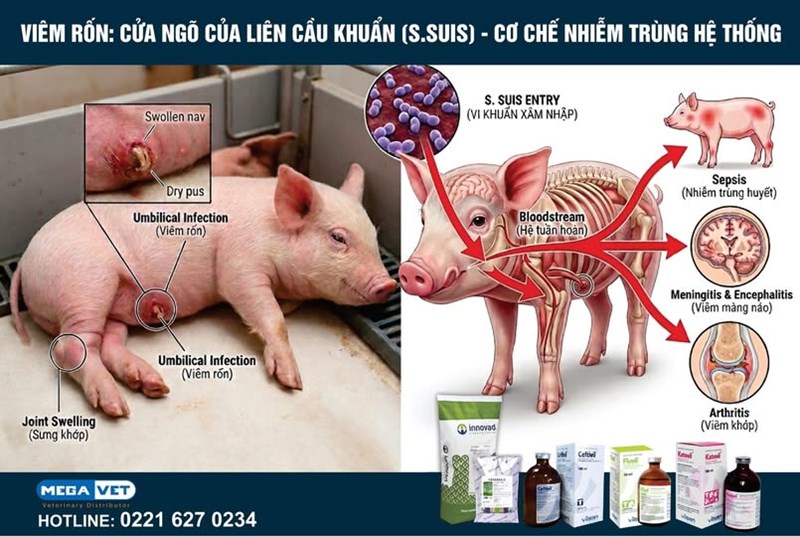 VIÊM RỐN TRÊN HEO: KHÔNG CHỈ LÀ VẾT THƯƠNG NGOÀI DA