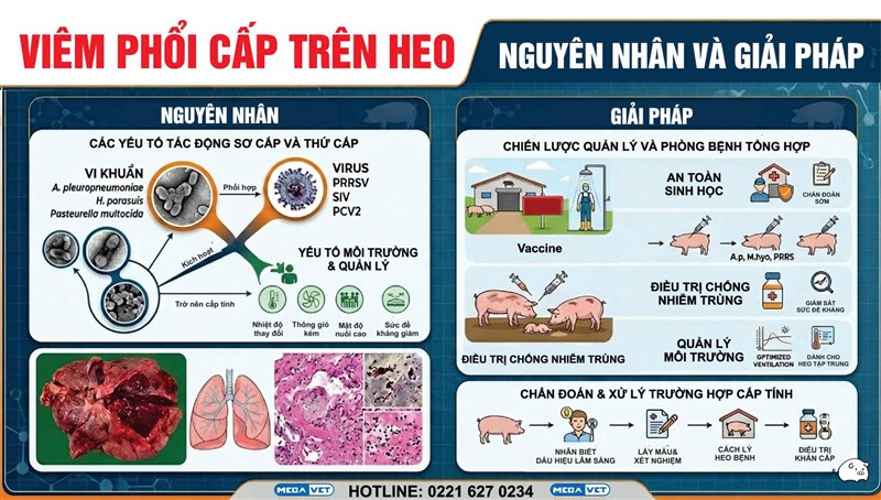 VIÊM PHỔI CẤP TRÊN HEO - NGUYÊN NHÂN VÀ GIẢI PHÁP?