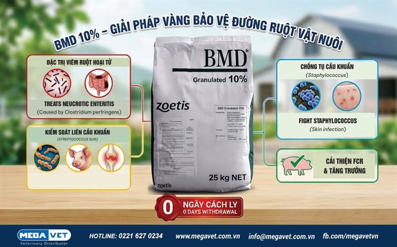 BMD 10% Phibro – GIẢI PHÁP BẢO VỆ ĐÀN HEO TRƯỚC ÁP LỰC MÙA NẮNG NÓNG