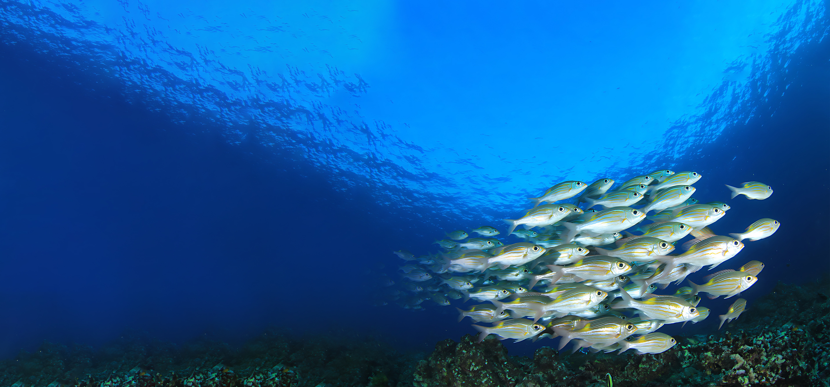 Mang công nghệ quốc tế