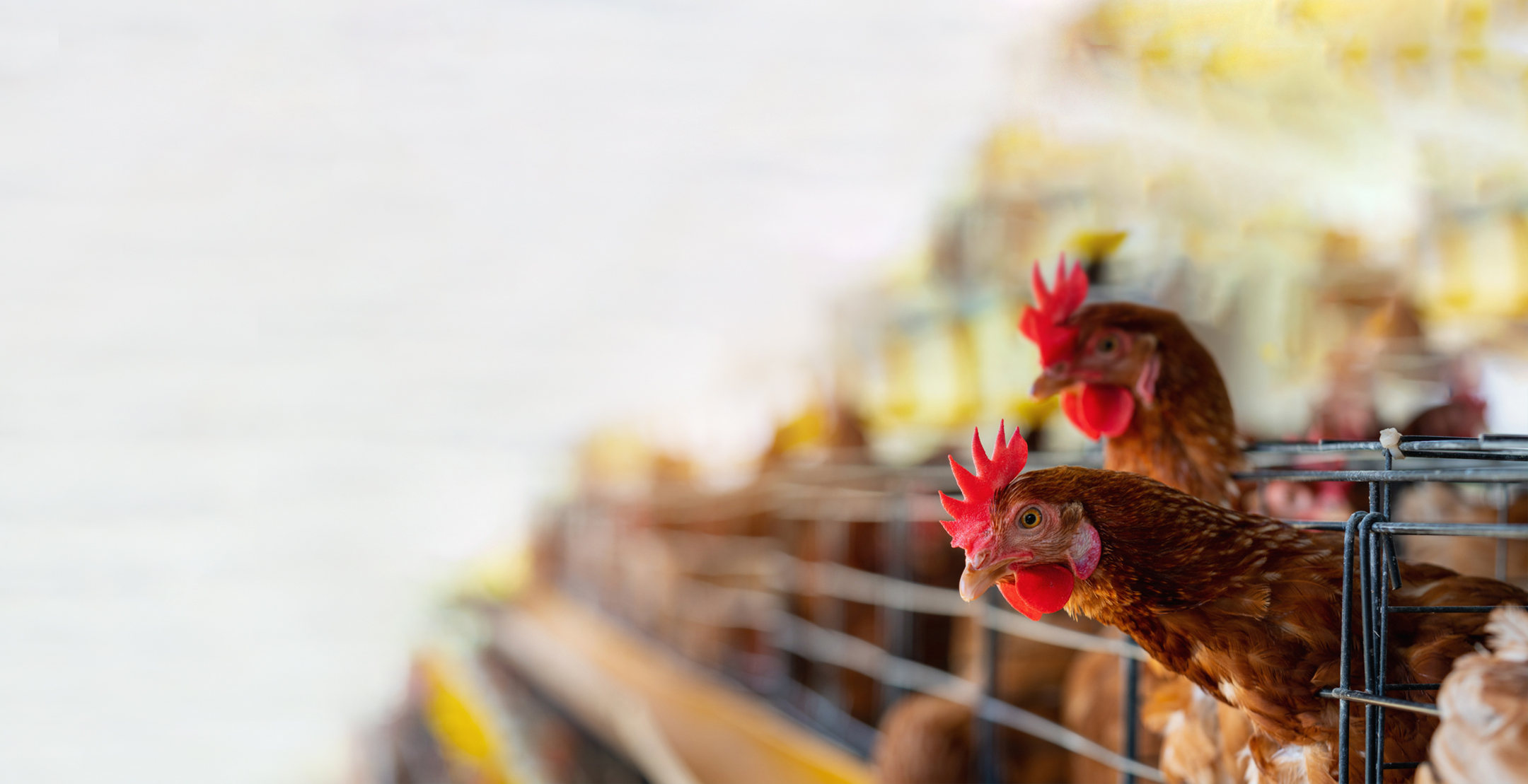 Mang công nghệ quốc tế